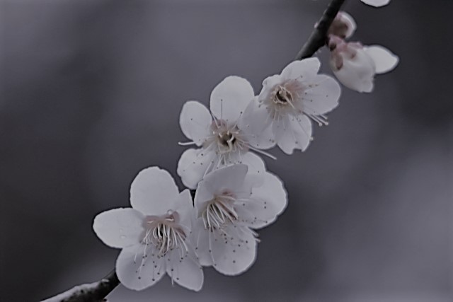 2月の茶花