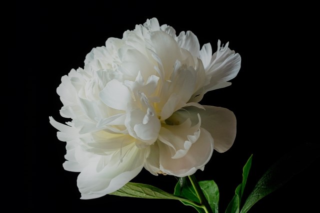 5月の茶花：シャクヤク