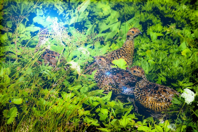 7月の季語である雷鳥