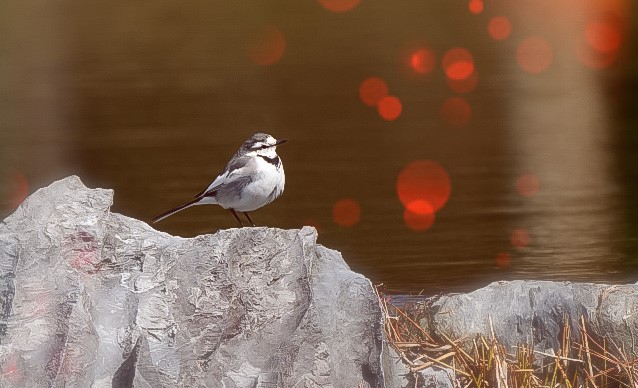 セキレイ、１０月の季語の鳥