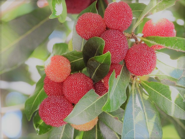 6月の季語である山桜桃
